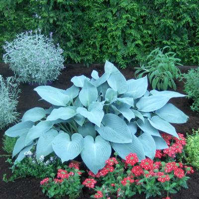 Hosta 'Canadian Blue'